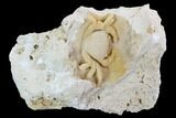 Fossil Crab (Potamon) Preserved in Travertine - Turkey #98906-1